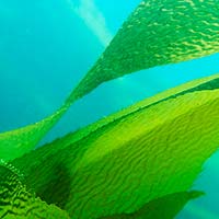 Морські водорості -  подарунок природи