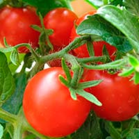 Про користь вживання томатів
