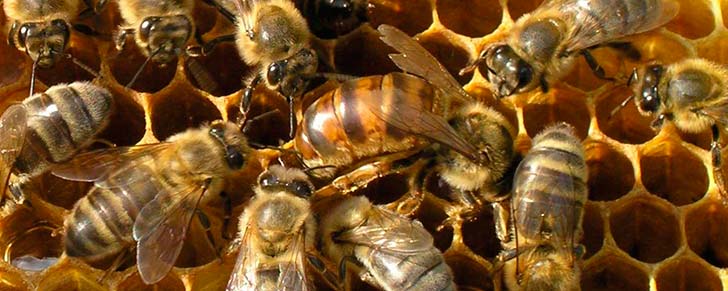 Бджолине маточне молочко: королівське желе